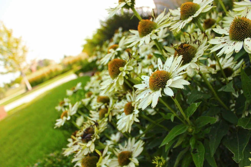 Creative Entry by Lanoha Nurseries - Photo 6