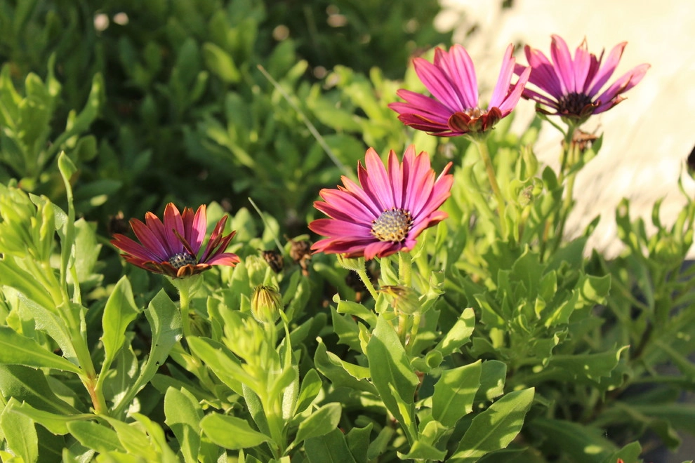 Planter Paradise by Lanoha Nurseries - Photo 8