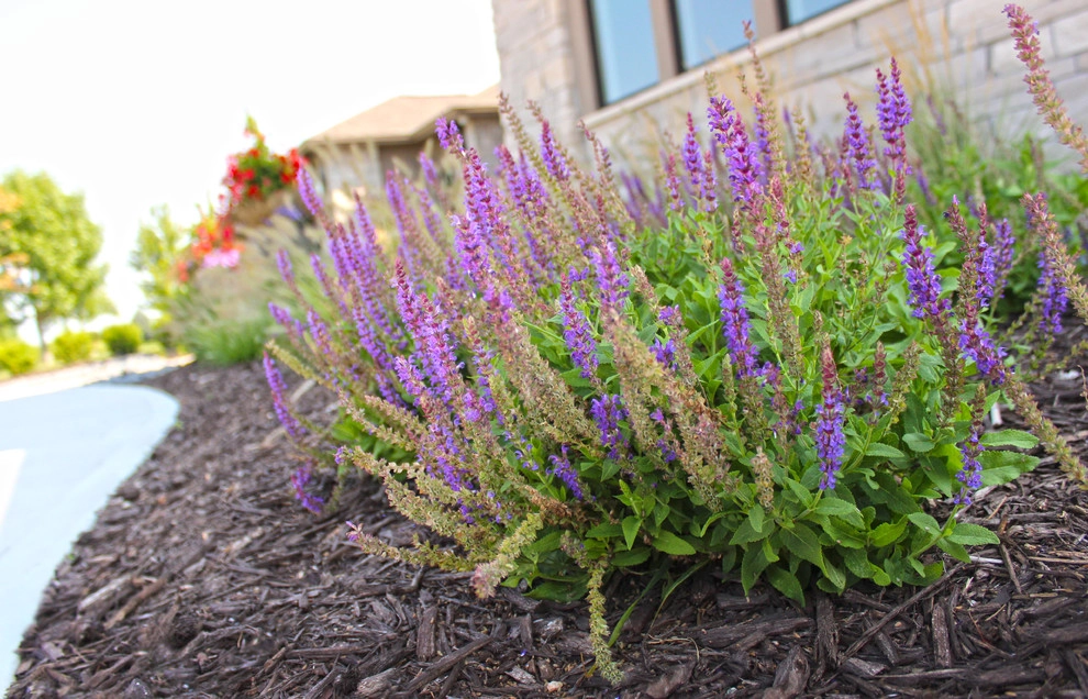 Planter Paradise by Lanoha Nurseries - Photo 6