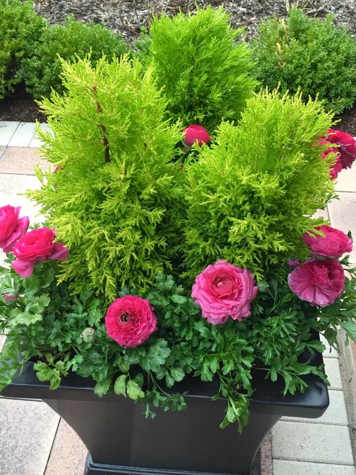 LANDSCAPING by Laslo Landscaping Inc. - Photo 7