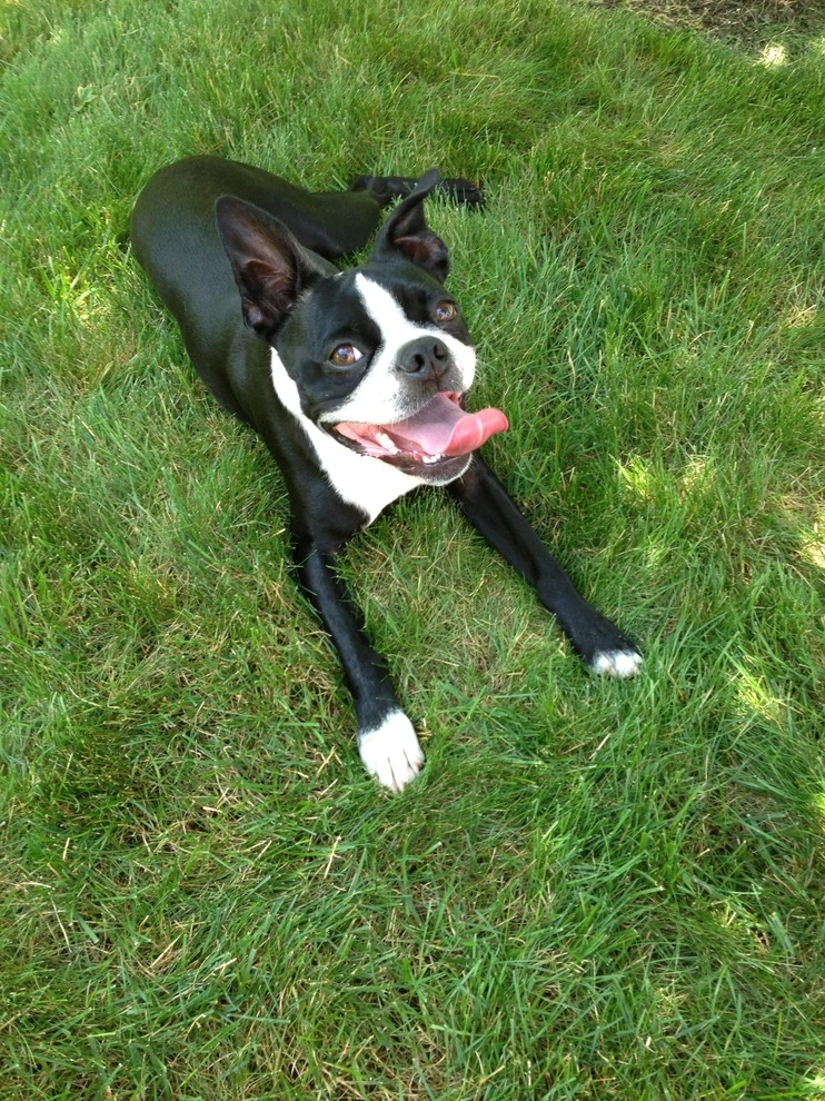 Pet-Friendly Yards by Lawn Dawg - Photo 2