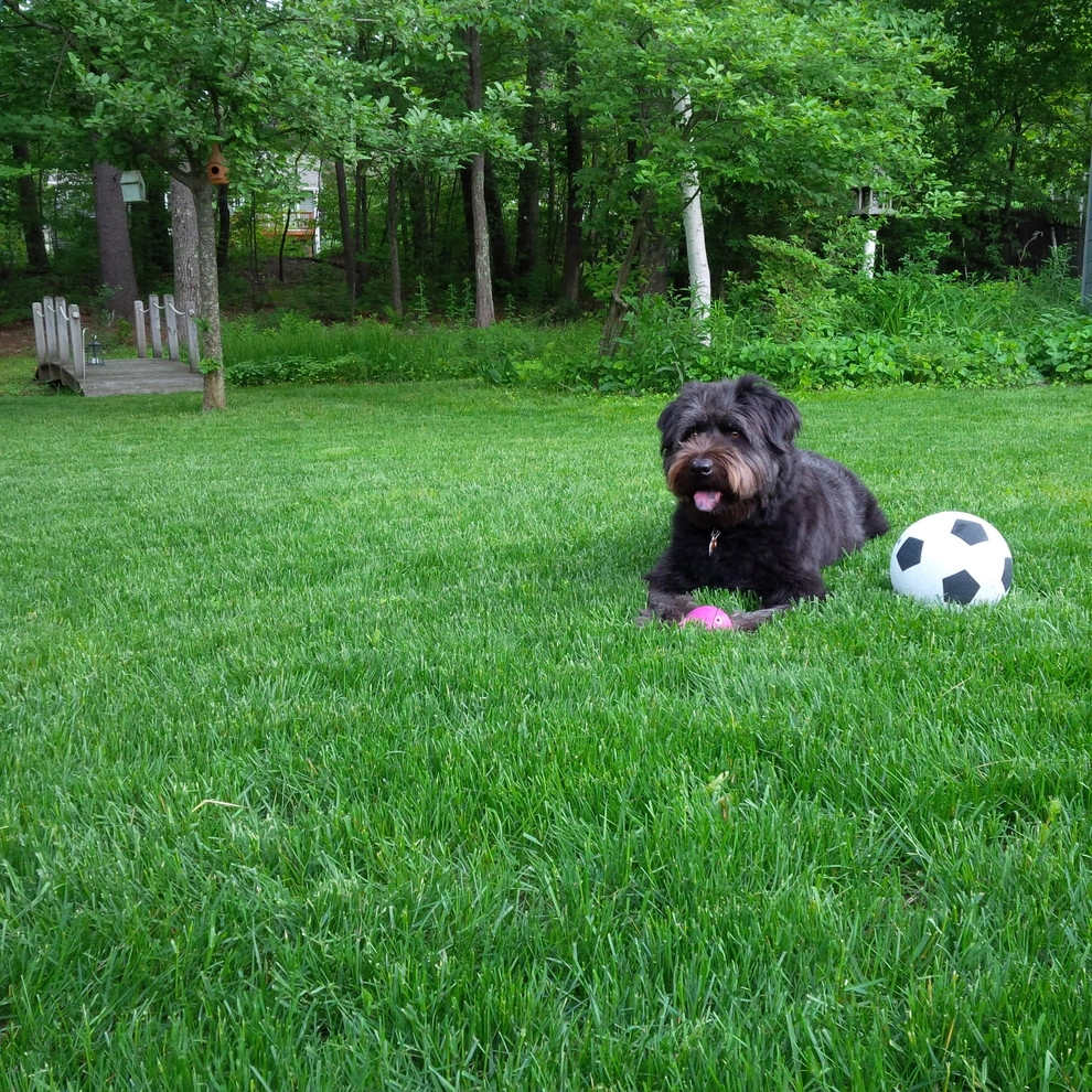 Pet-Friendly Yards by Lawn Dawg - Photo 7
