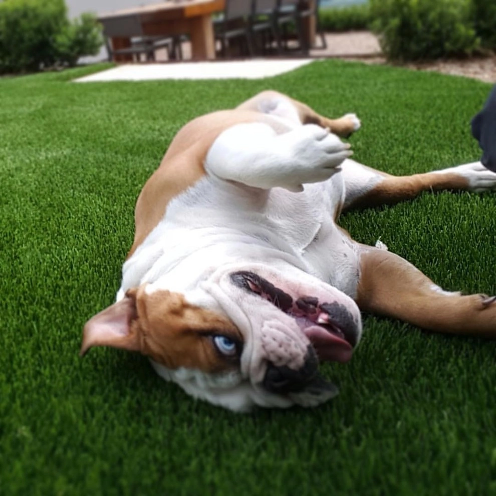 Artificial Grass Design by LawnPop Artificial Turf - Photo 12