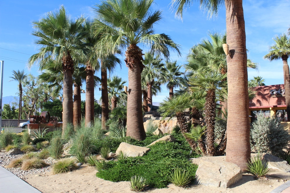 Desert Springs Marketplace by Leon's Landscaping & Tree Service Inc - Photo 3
