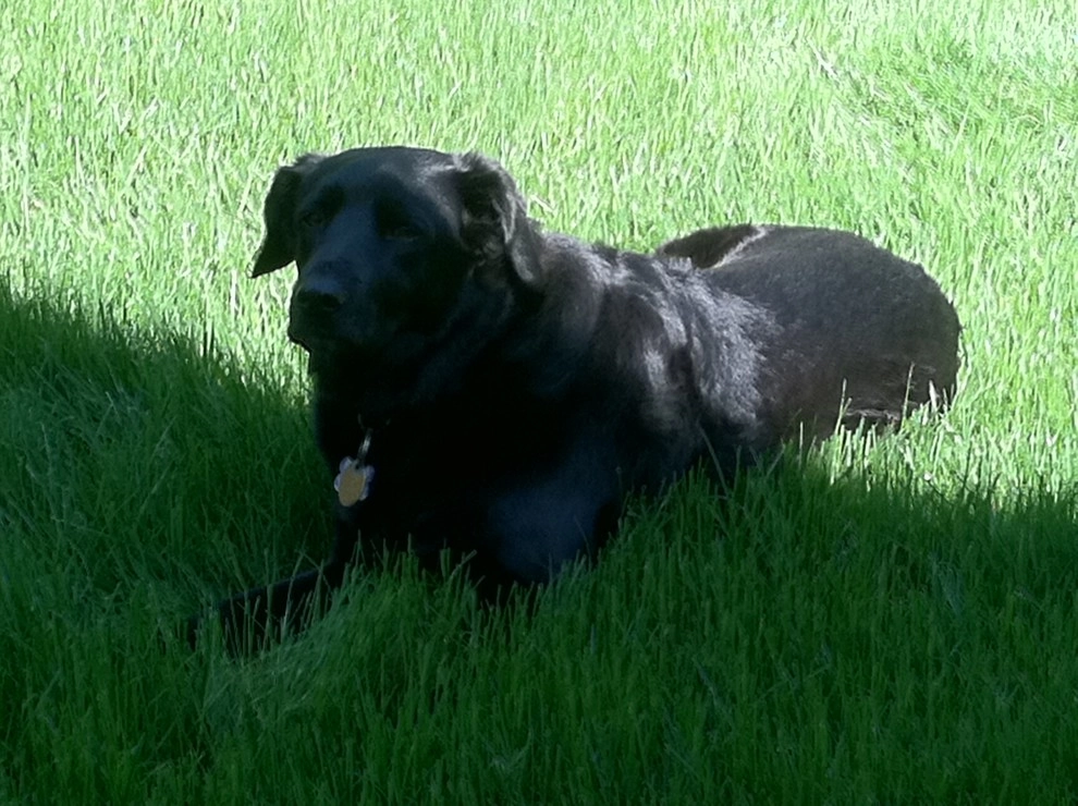 Pet-Friendly Yards by Lawn Dawg - Photo 16