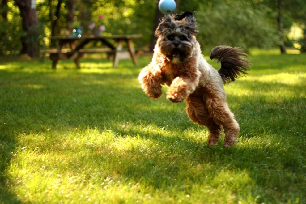 Pet-Friendly Yards by Lawn Dawg - Photo 10