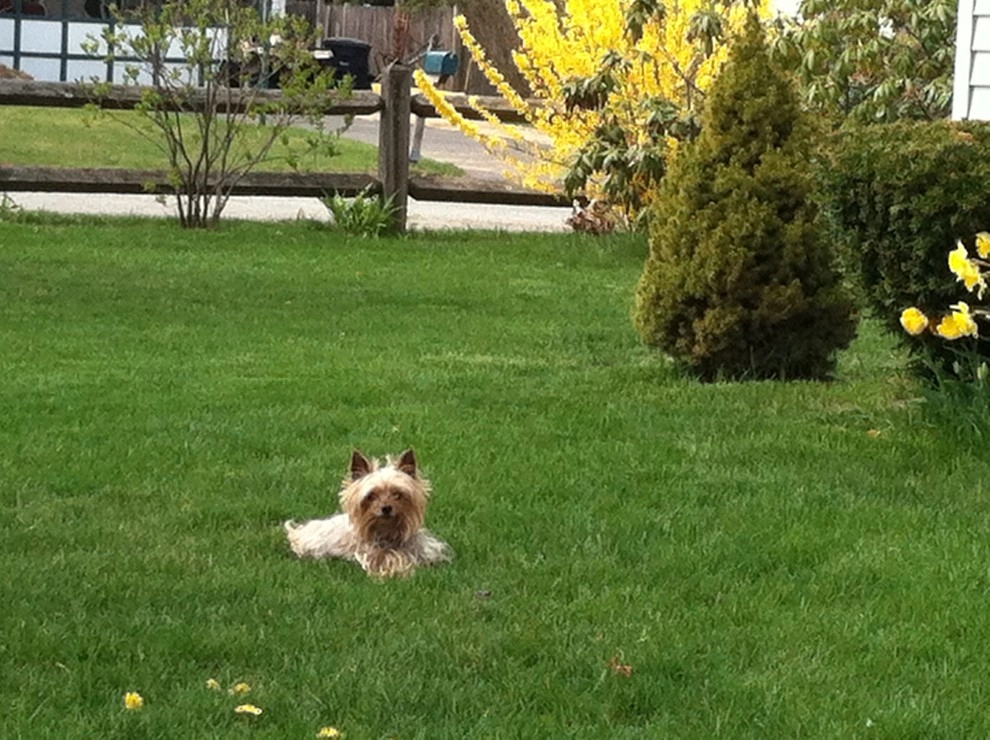 Lawn Dawg - Photo 12