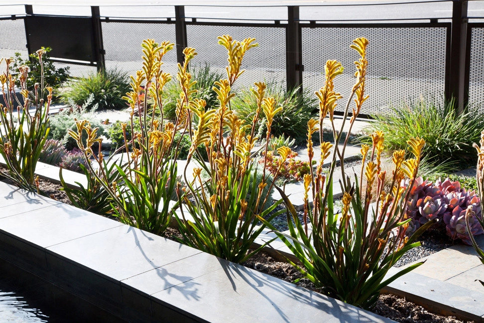 Long Beach Modern by California Eco Design, Inc. - Photo 4