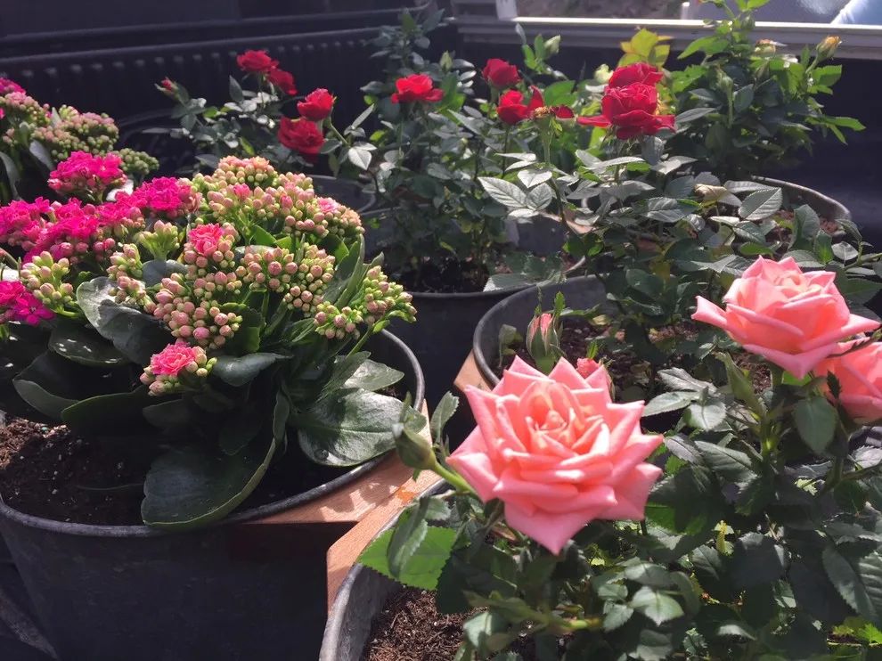 Seasonal Planters for Spring and Summer by Brotherton Construction, LLC - Photo 2