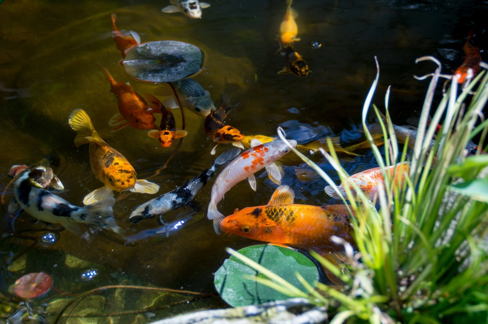 Drought Tolerant Koi Pond and Landscaped Backyard! by California Waterscapes - Photo 13