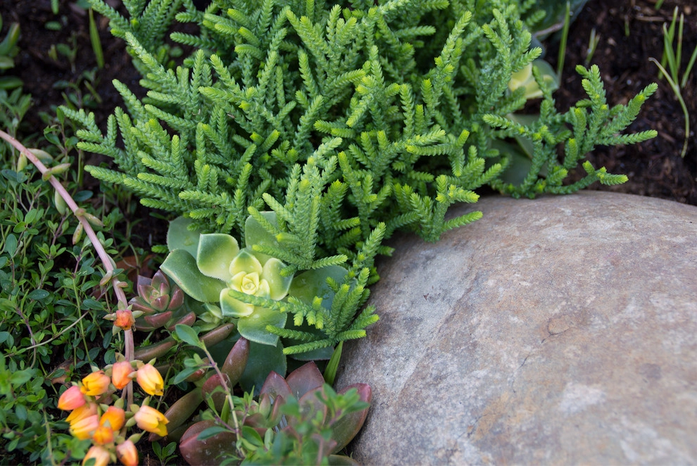Drought Tolerant Koi Pond and Landscaped Backyard! by California Waterscapes - Photo 11