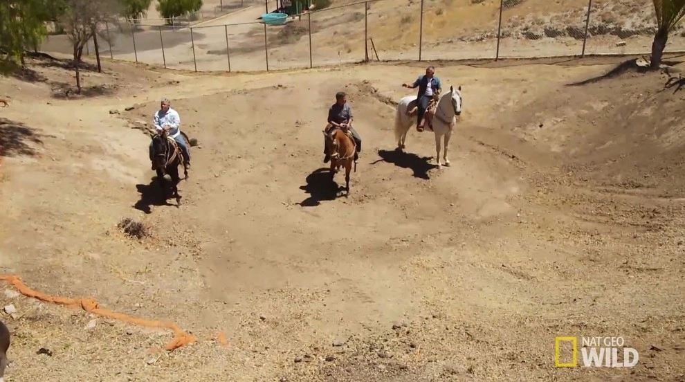 Cesar Millan's Desert Oasis by California Waterscapes - Photo 12