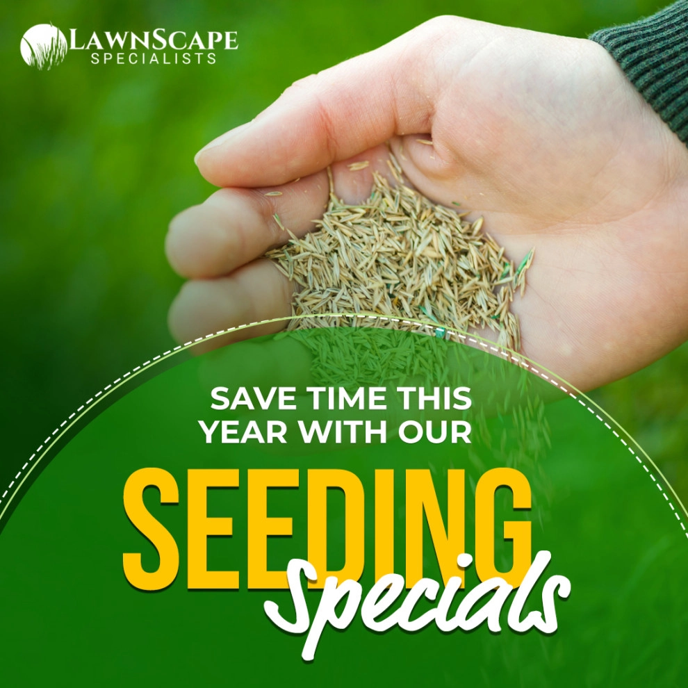 Lawn Overseeding & Aeration by Lawnscape Specialists - Photo 3