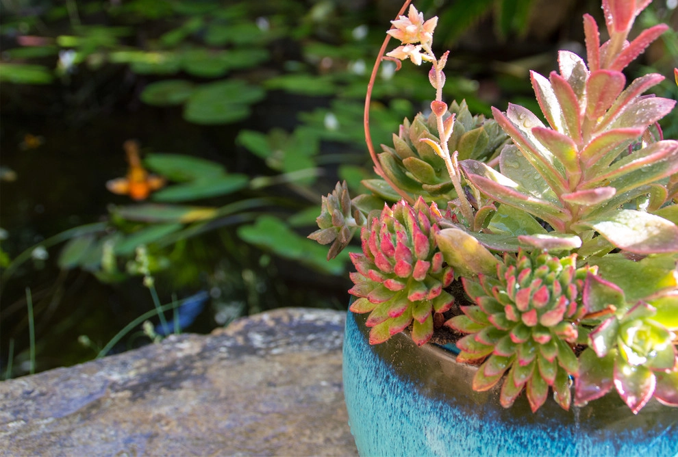 Drought Tolerant Koi Pond and Landscaped Backyard! by California Waterscapes - Photo 16
