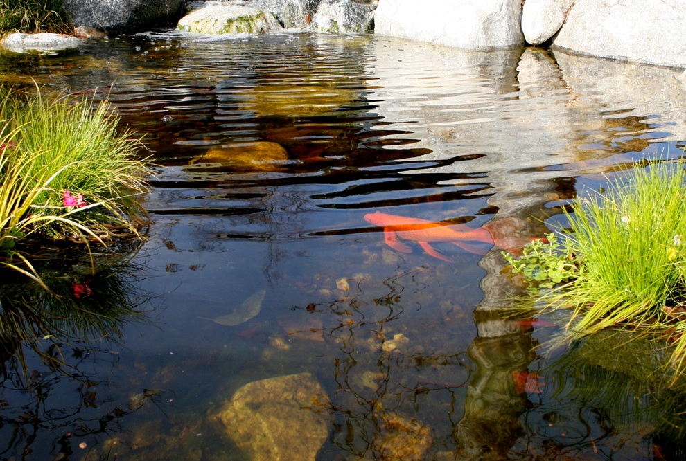 Escape From The City With These 3 Large Ponds! by California Waterscapes - Photo 2