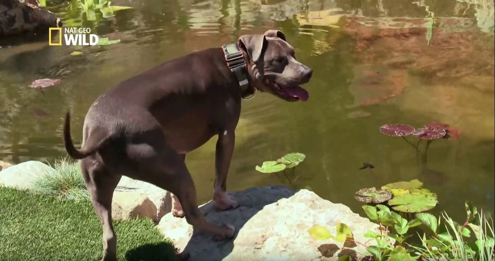 Cesar Millan's Desert Oasis by California Waterscapes - Photo 5