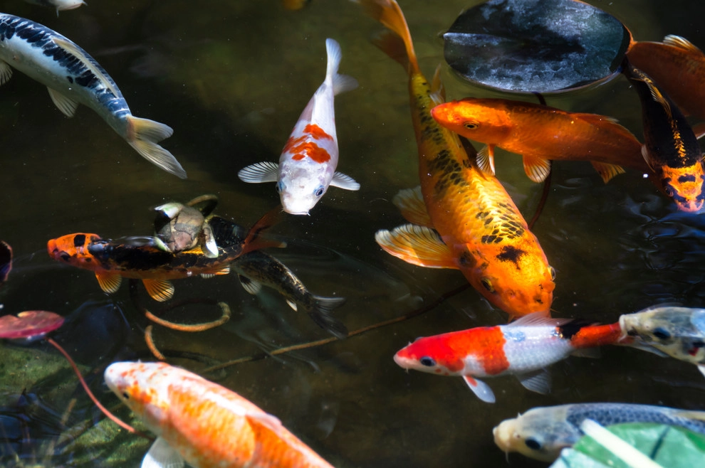 Drought Tolerant Koi Pond and Landscaped Backyard! by California Waterscapes - Photo 5