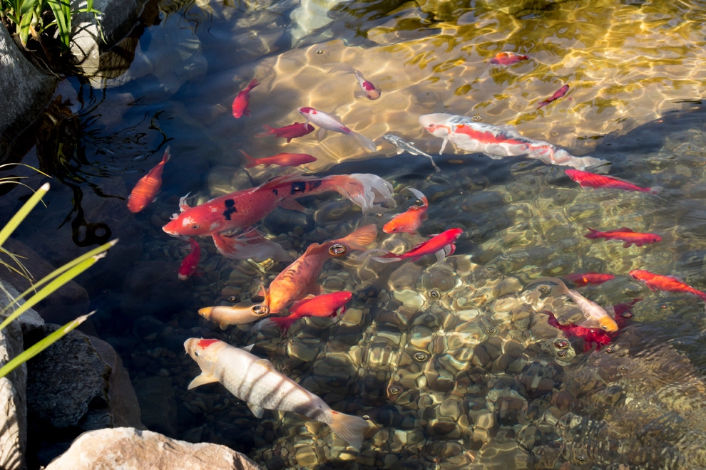 Koi Fish Pond With a View! by California Waterscapes - Photo 11