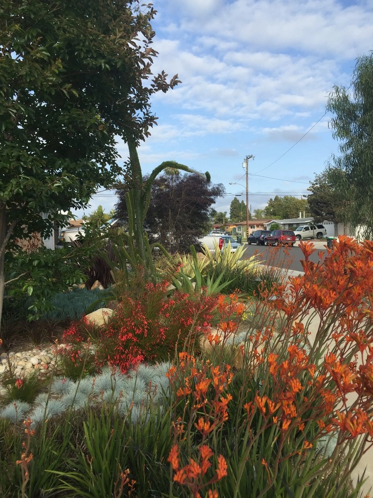 Costa Mesa Drought Tolerant by Lydia Monroe: City Green OC - Photo 19