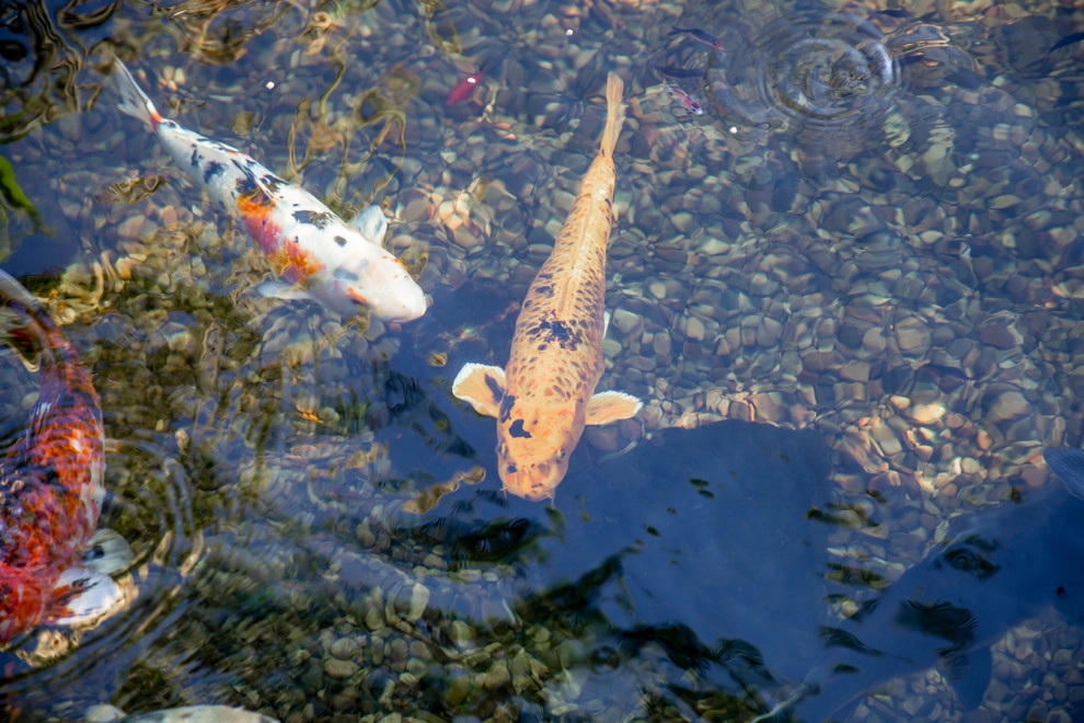 Castaway Restaurant Burbank Koi Pond by California Waterscapes - Photo 3
