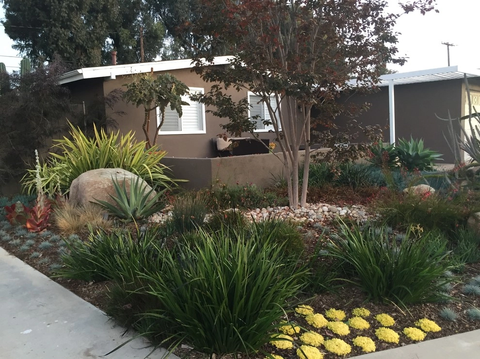 Costa Mesa Drought Tolerant by Lydia Monroe: City Green OC - Photo 13
