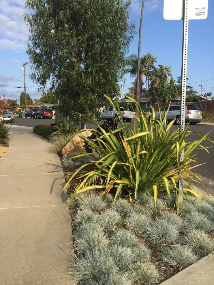 Costa Mesa Drought Tolerant by Lydia Monroe: City Green OC - Photo 7