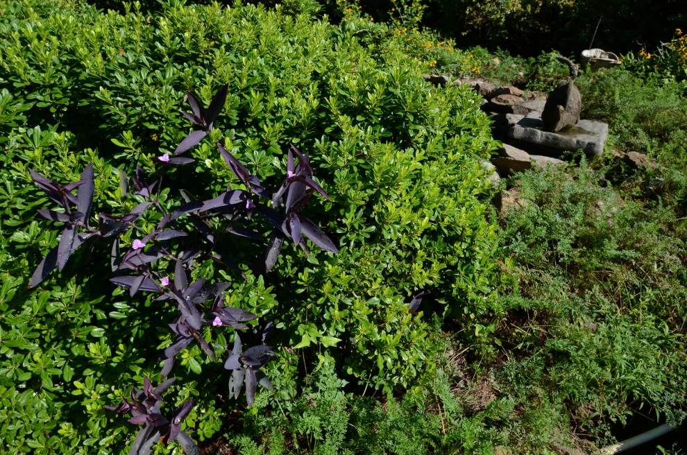 Backyard to SMILE about by Magnolia Green LLC - Photo 17