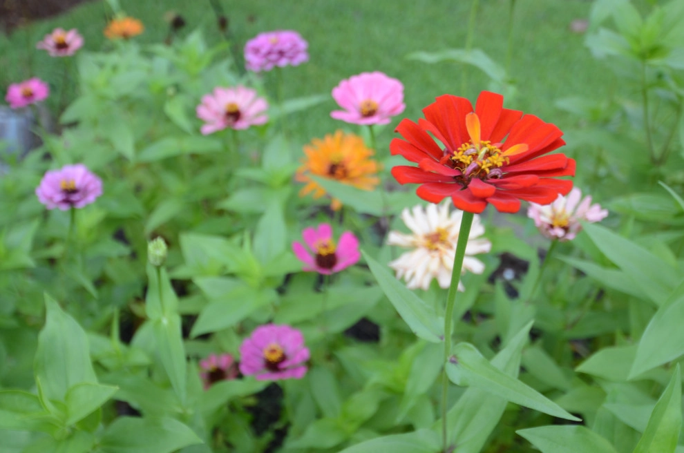 Backyard to SMILE about by Magnolia Green LLC - Photo 14