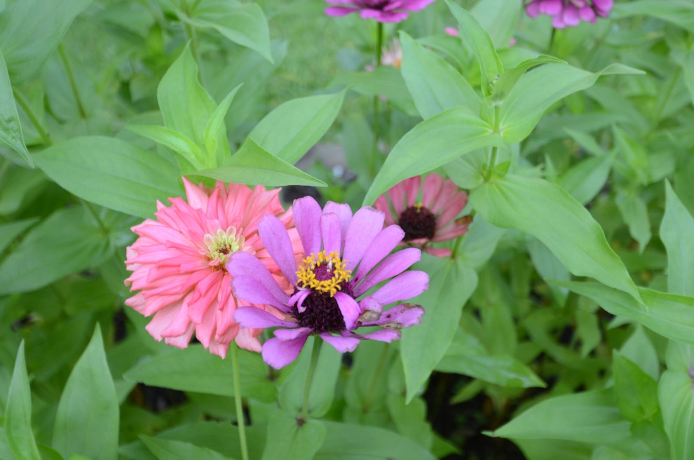 Backyard to SMILE about by Magnolia Green LLC - Photo 44