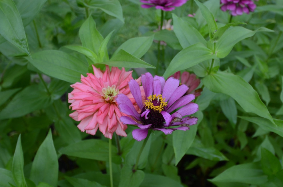 Backyard to SMILE about by Magnolia Green LLC - Photo 31