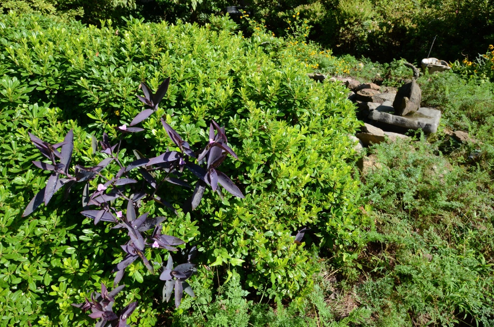 Backyard to SMILE about by Magnolia Green LLC - Photo 40
