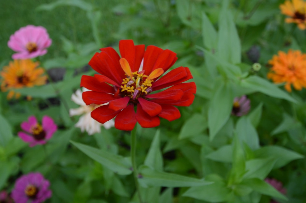 Backyard to SMILE about by Magnolia Green LLC - Photo 41