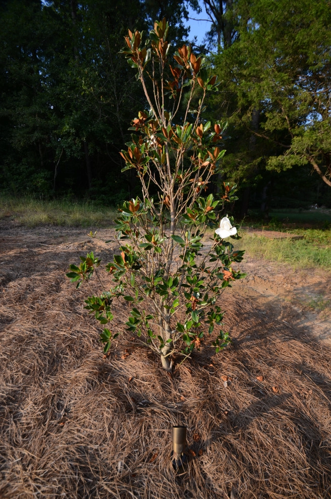 Curb Appeal by Magnolia Green LLC - Photo 28