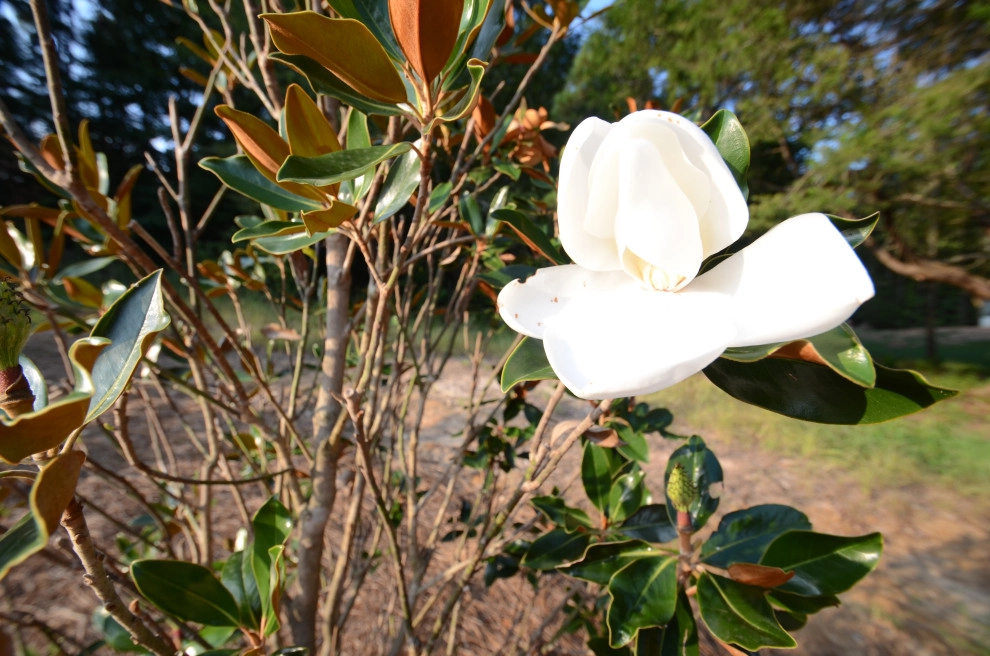 Curb Appeal by Magnolia Green LLC - Photo 4