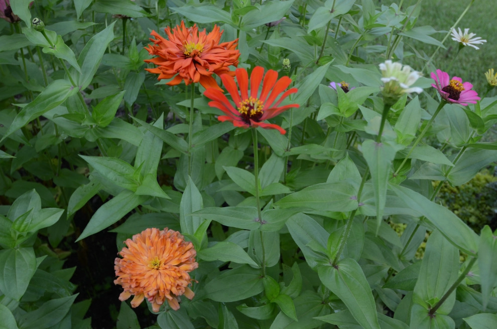 Backyard to SMILE about by Magnolia Green LLC - Photo 65