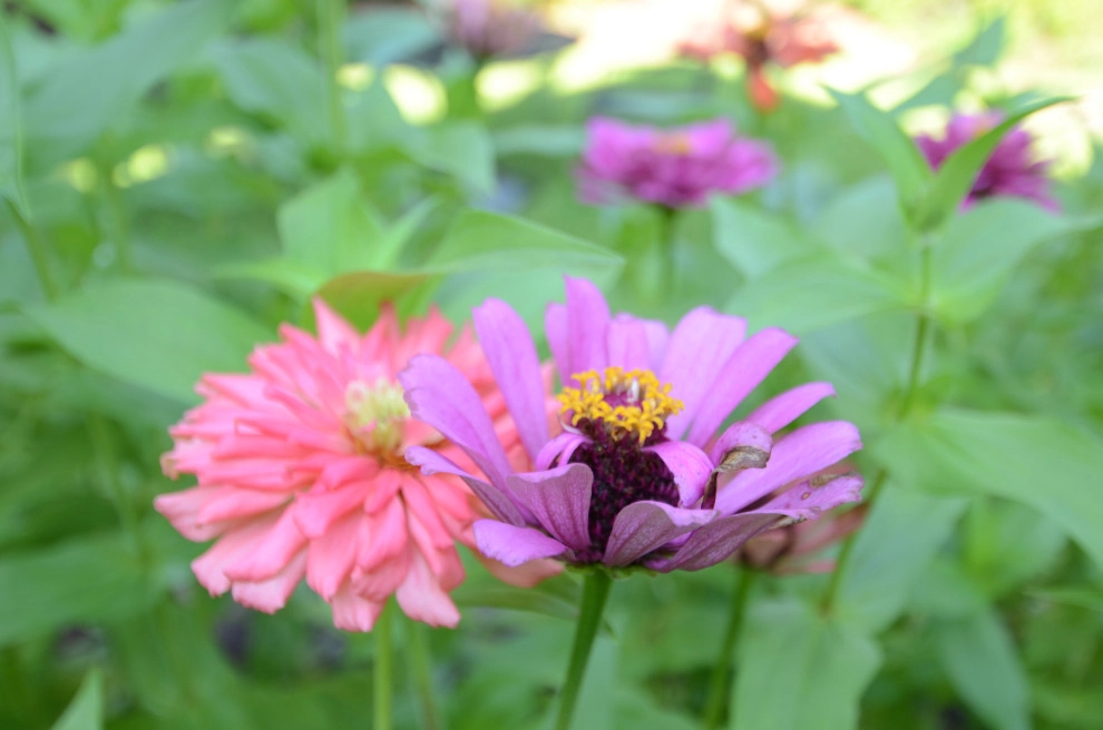 Backyard to SMILE about by Magnolia Green LLC - Photo 34