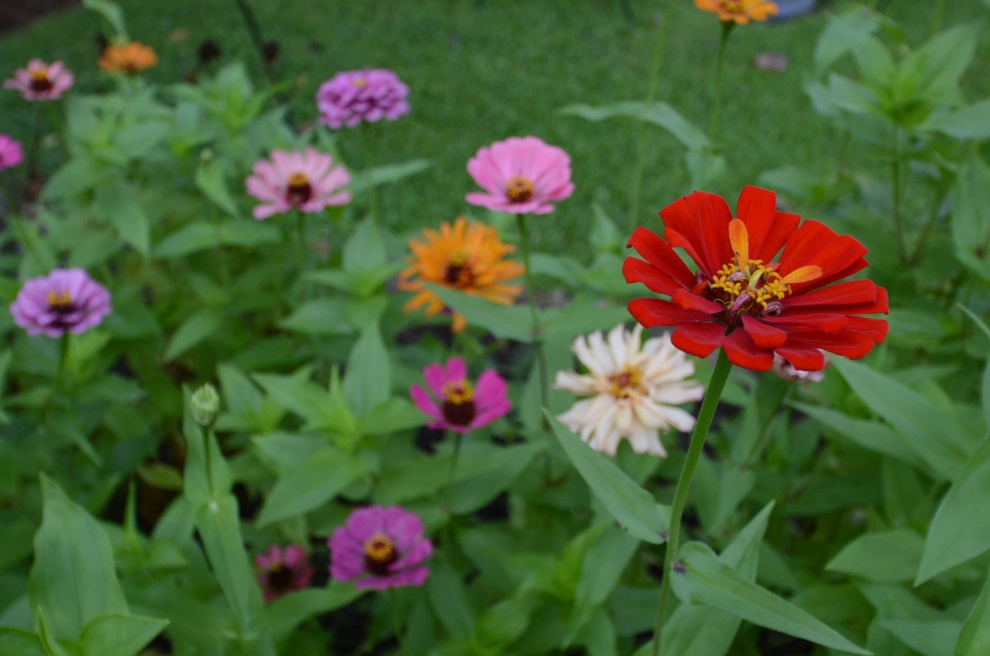 Backyard to SMILE about by Magnolia Green LLC - Photo 39