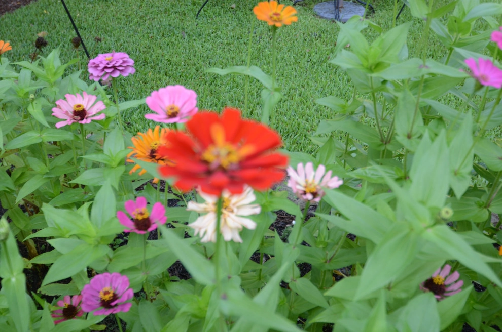 Backyard to SMILE about by Magnolia Green LLC - Photo 6