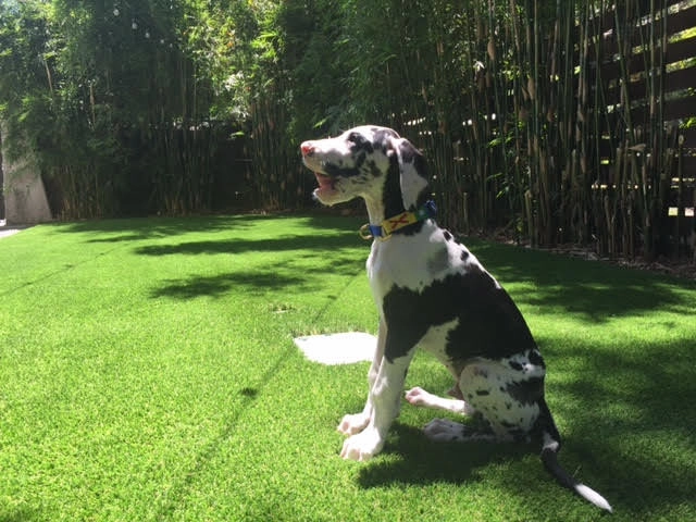 Pet Turf by Magnolia Turf Co. - Photo 2