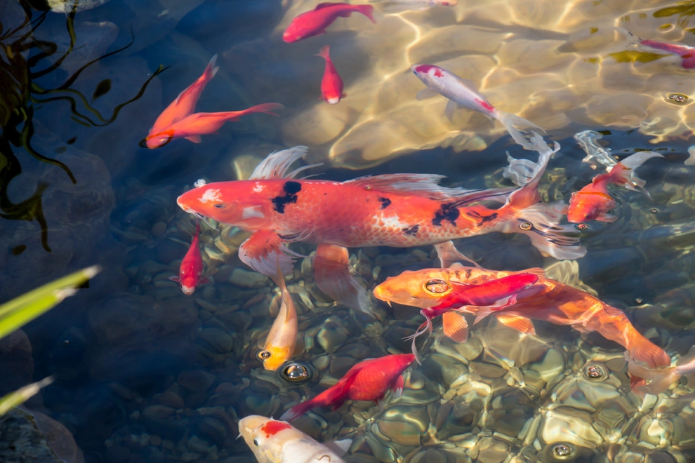 Koi Fish Pond With a View! by California Waterscapes - Photo 9