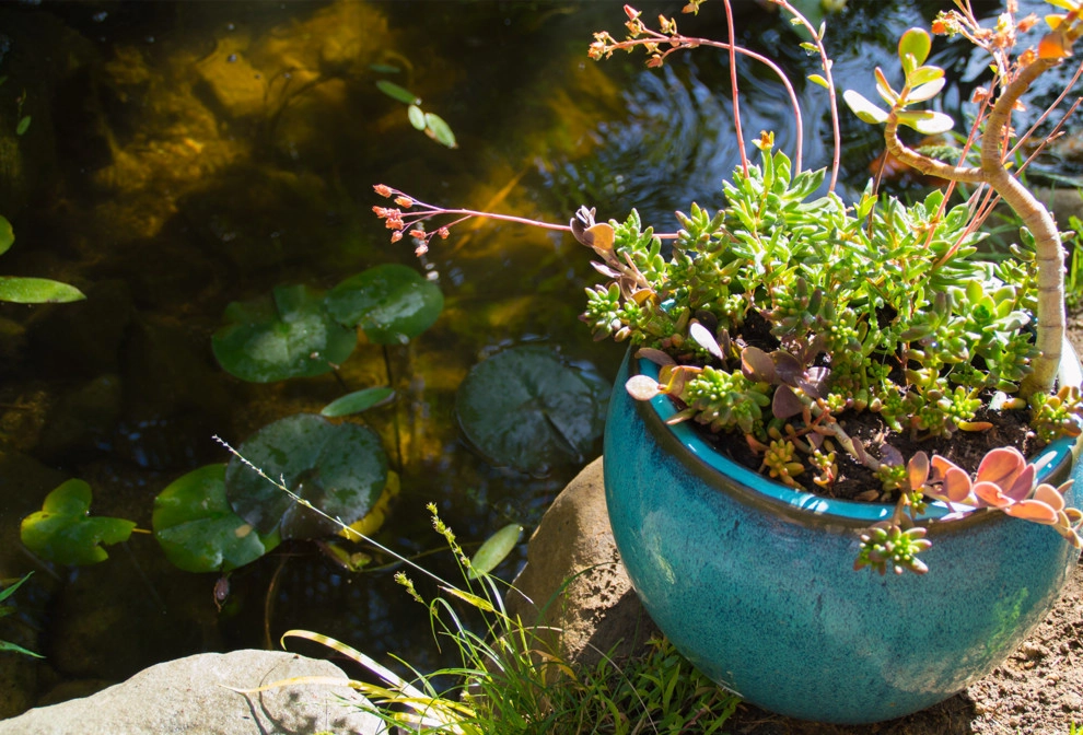 Drought Tolerant Koi Pond and Landscaped Backyard! by California Waterscapes - Photo 14