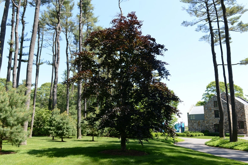 Lloyd Harbor 2 by Main Street Nursery - Photo 11