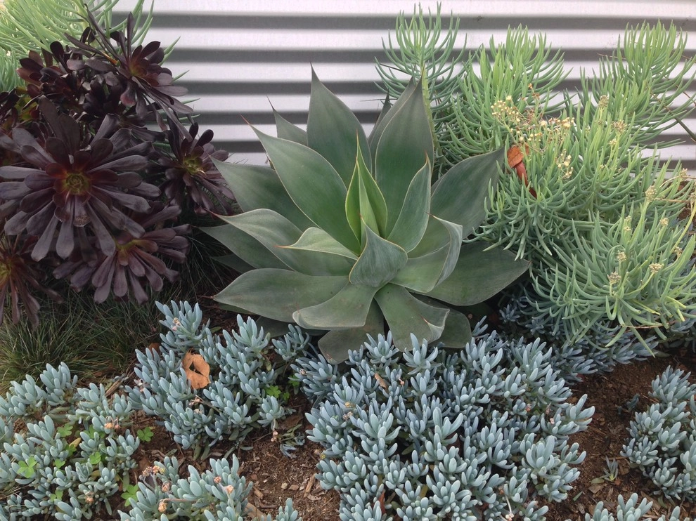 Costa Mesa Affordable Apartment by Camille Beehler Landscape Design - Photo 4