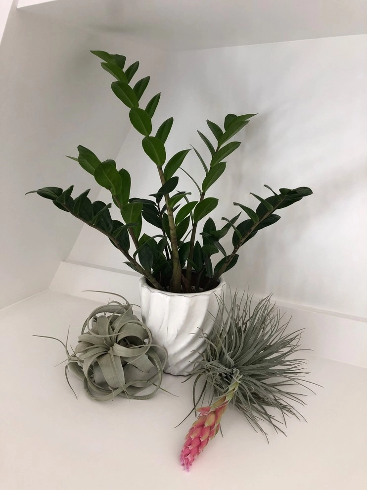 Interior Plant Scape by Camille Beehler Landscape Design - Photo 9