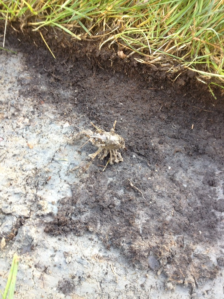 Delgany Drain-tile Project by Mark's Lawn Service, Inc. - Photo 5