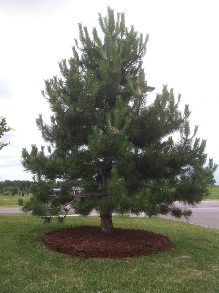 Mulch Job - Holiday Gas (St. Michael) by Mark's Lawn Service, Inc. - Photo 2