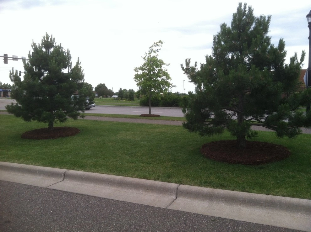 Mulch Job - Holiday Gas (St. Michael) by Mark's Lawn Service, Inc. - Photo 3