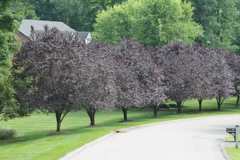 Tree Lined Front Yard by Martino Landscape Contractors Inc - Photo 2