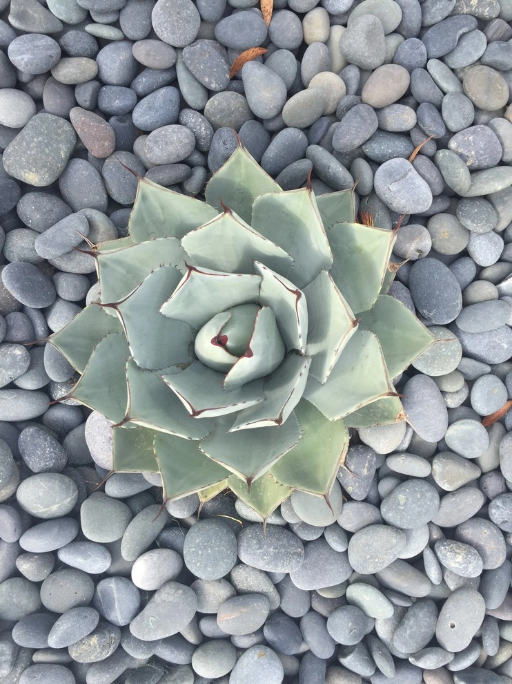 Elegant Estelle by Camille Beehler Landscape Design - Photo 11