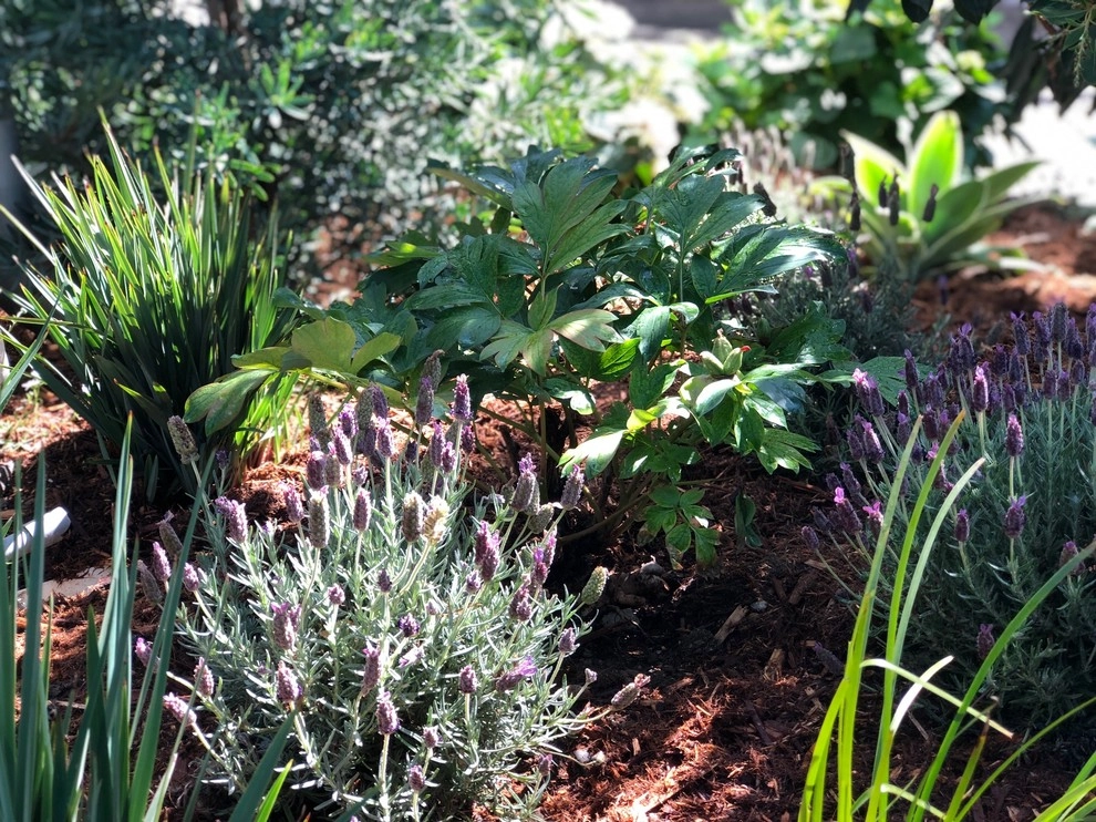 Beautiful Residence - Beverly Hills by Camille Beehler Landscape Design - Photo 20